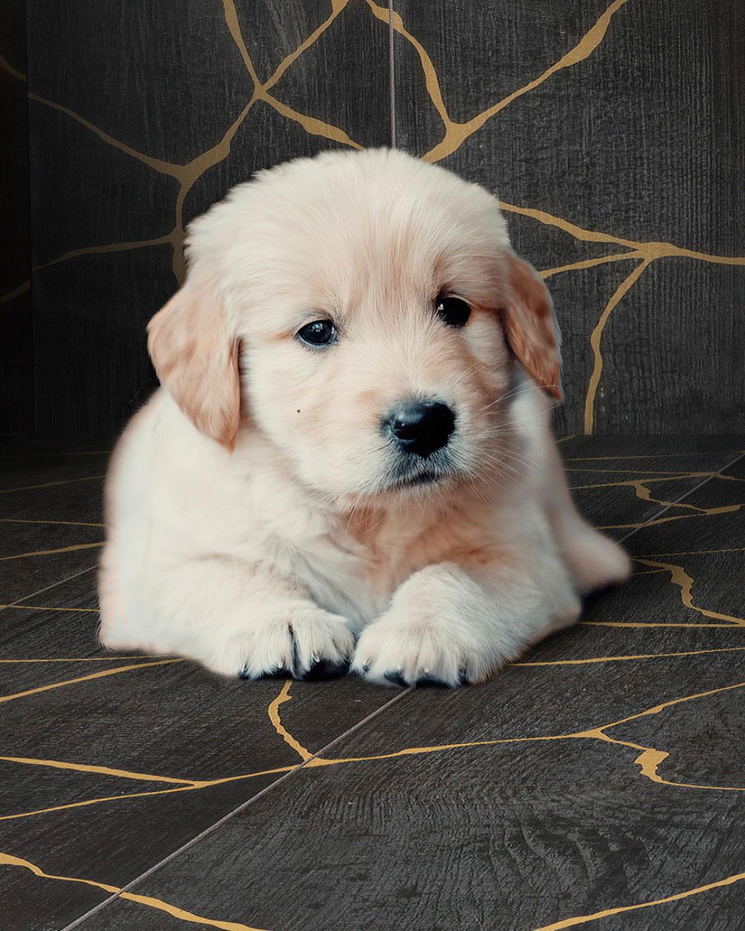 Kasai Notte Kintsugi 10x60" Rectified Porcelain Tile | Tile Club