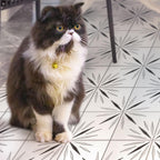 White Sparkle Waterjet Marble Mosaic Tile | Tile Club