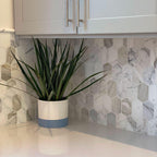 Calacatta Gold Marble Kitchen Tile Design