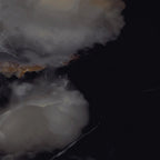 Emporio Black Onyx Large-Format Porcelain Tile 36x36 | Tile Club